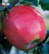 des pommes  Gloster l'espèce Photo