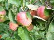 Äpplen sorter Zimnee naslazhdenie  Fil och egenskaper