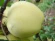 Jablka druhu Pamyat Lavrika (Pamyat Lavrikova, Lavrikovo) fotografie a vlastnosti