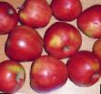 Μήλα  Pamyat Chernenko ποικιλία φωτογραφία