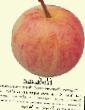 des pommes  Nobilis l'espèce Photo