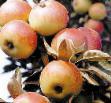 Jablka druhy Shafran letnijj fotografie a charakteristiky