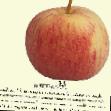 des pommes  Medovka l'espèce Photo