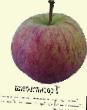 Jabolka sort Terentevka fotografija in značilnosti