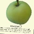 des pommes  Slavyanka l'espèce Photo