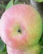 Jablka  Bismark druh fotografie