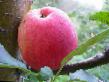 des pommes  Afrodita l'espèce Photo