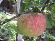 Jabolka sort Buzovyazovskoe fotografija in značilnosti
