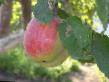 Manzanas variedades Kehrol Foto y características