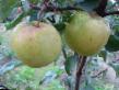 Äpplen sorter Renet Zolotojj Liflyandskijj Fil och egenskaper