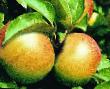 des pommes  Babushkino l'espèce Photo