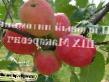 Jablka druhy Baganenok fotografie a charakteristiky