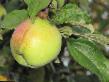 Jabłka gatunki Belorusskijj sinap zdjęcie i charakterystyka