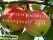 des pommes  Gornoaltajjskoe l'espèce Photo