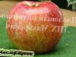 Jabłka  Aborigen gatunek zdjęcie