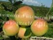 des pommes  Monastyrskoe l'espèce Photo