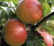 Manzanas  Koks Oranzh Pipin  variedad Foto