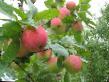 Manzanas variedades Avgusta Foto y características