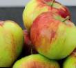 des pommes les espèces Rossoshanskoe polosatoe Photo et les caractéristiques