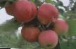 Μήλα ποικιλίες Aksena (TK-24/8-94) φωτογραφία και χαρακτηριστικά