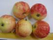 des pommes les espèces Uralec Photo et les caractéristiques