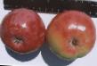 Jablka druhy Anis sverdlovskijj fotografie a charakteristiky