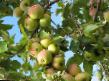 Ябълки сортове Исетское позднее снимка и характеристики
