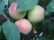 Jabolka sort Pervouralskaya fotografija in značilnosti