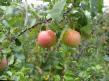 Manzanas  Rozovatoe zimnee variedad Foto