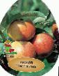 Manzanas variedades Zhiguljovskoe  Foto y características