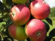 Μήλα ποικιλίες Elena φωτογραφία και χαρακτηριστικά