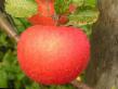 Jabłka gatunki Luchezarnoe zdjęcie i charakterystyka