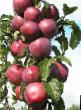 Apples varieties Imant Photo and characteristics