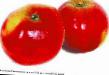 Μήλα ποικιλίες Belorusskoe sladkoe φωτογραφία και χαρακτηριστικά