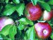 Jablka druhy Vesyalina fotografie a charakteristiky