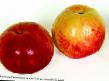 Manzanas variedades Pamyat Kovalenko Foto y características