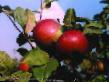 des pommes les espèces Pospekh Photo et les caractéristiques