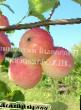 Jabłka  Avgustovskoe dalnevostochnoe gatunek zdjęcie