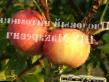 Äpplen sorter Amurskoe krasnoe Fil och egenskaper