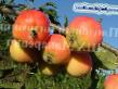 Apfel Sorten Amurskoe urozhajjnoe Foto und Merkmale