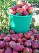 Äpplen sorter Dalnevostochnoe rannee Fil och egenskaper