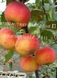 Jabuke razredi (sorte) Naliv amurskijj Foto i karakteristike