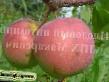 Jablka druhu Sibirskoe sladkoe fotografie a vlastnosti