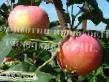 Äpplen sorter Lyubitelskoe Fil och egenskaper