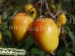 Jabłka gatunki Pepinchik Krasnoyarskijj zdjęcie i charakterystyka