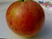 Jablka druhu Shtrejjfling krasnyjj fotografie a vlastnosti