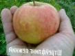 Jabolka sort Shtrejjfling ljozhkijj fotografija in značilnosti