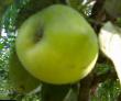 Jabłka gatunki Pepelnoe zdjęcie i charakterystyka