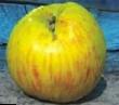 Apples  Bochonok grade Photo