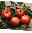 Ябълки сортове Марина снимка и характеристики